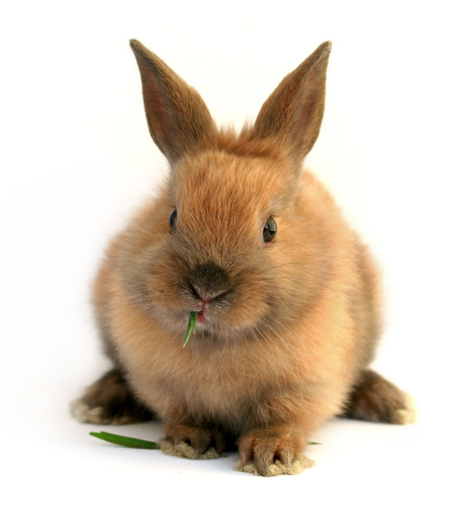 rabbitry management software